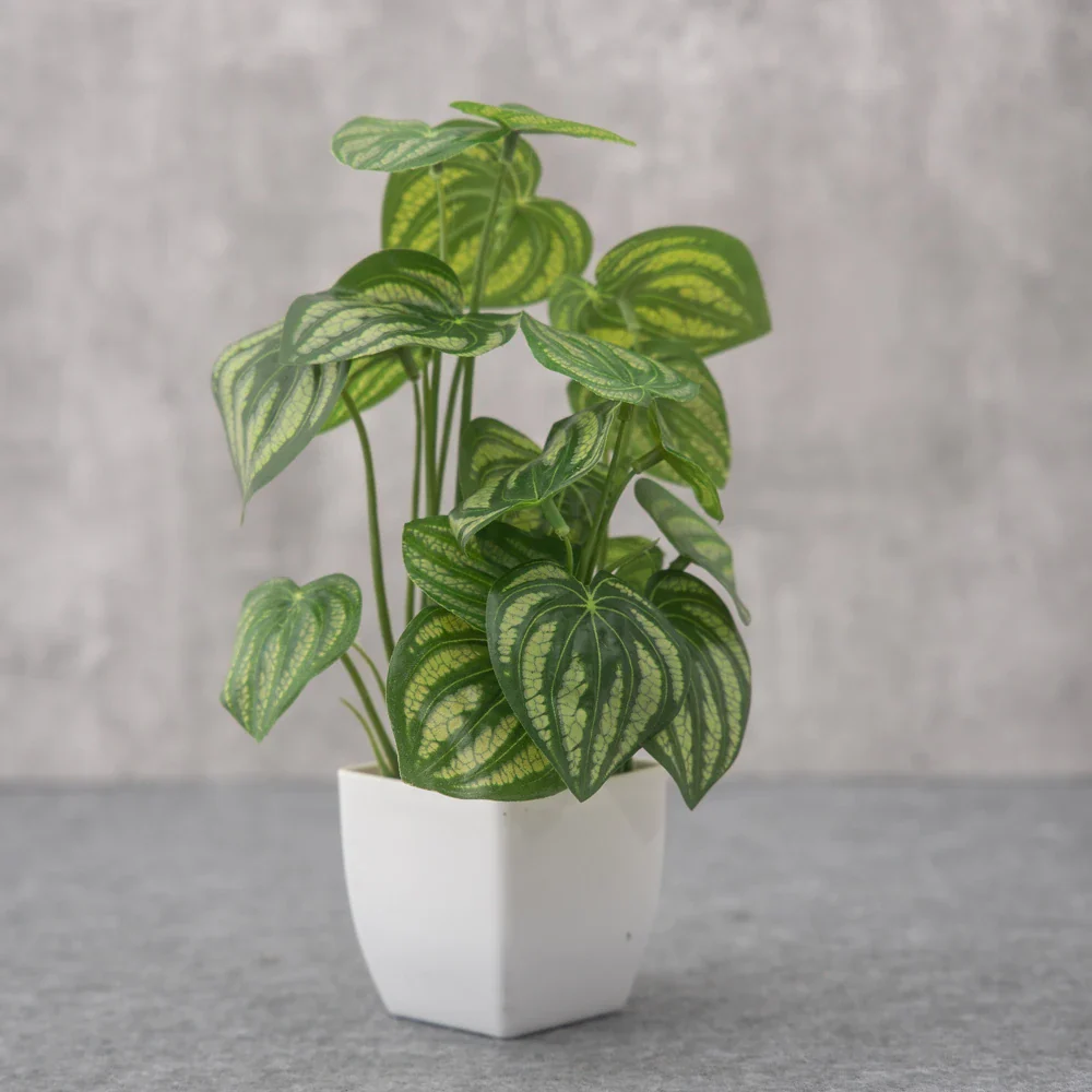 Image du produit 11